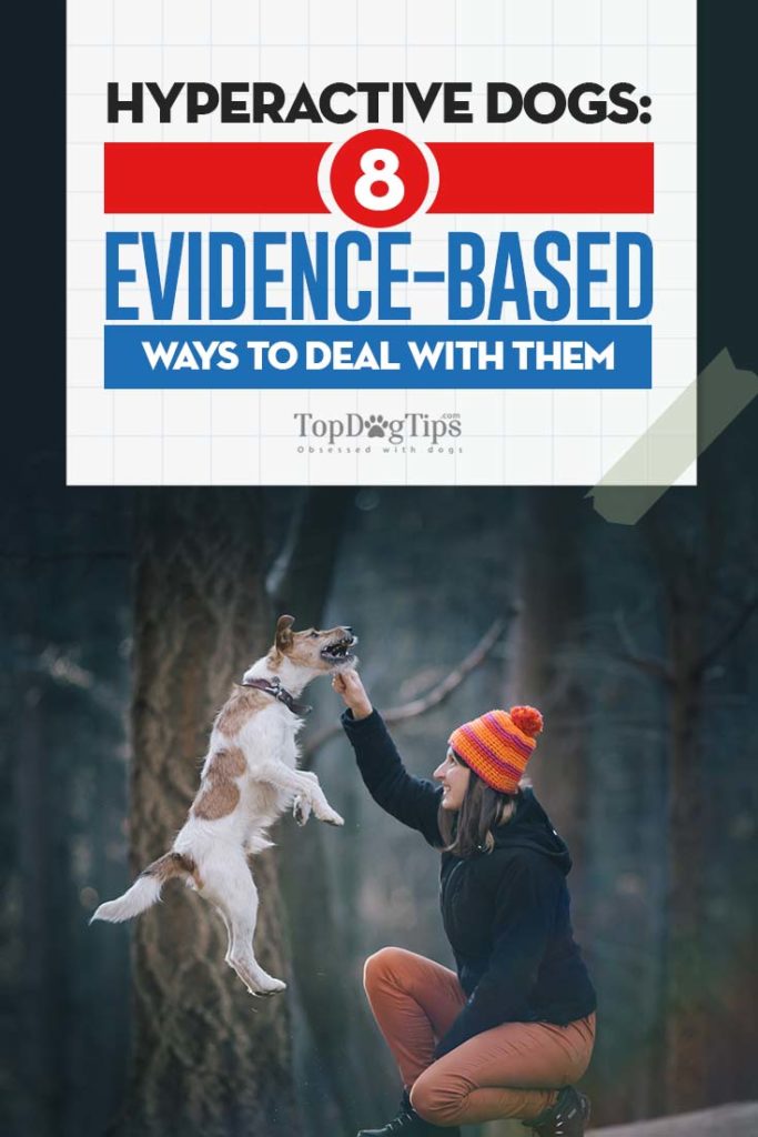 Evidence-based Ways to Deal with Hyperactive Dogs