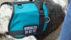 Outfitting a Service Dog