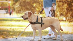 Getting A Service Dog