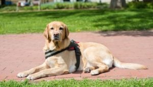 Getting A Service Dog