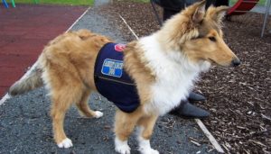 Getting A Service Dog