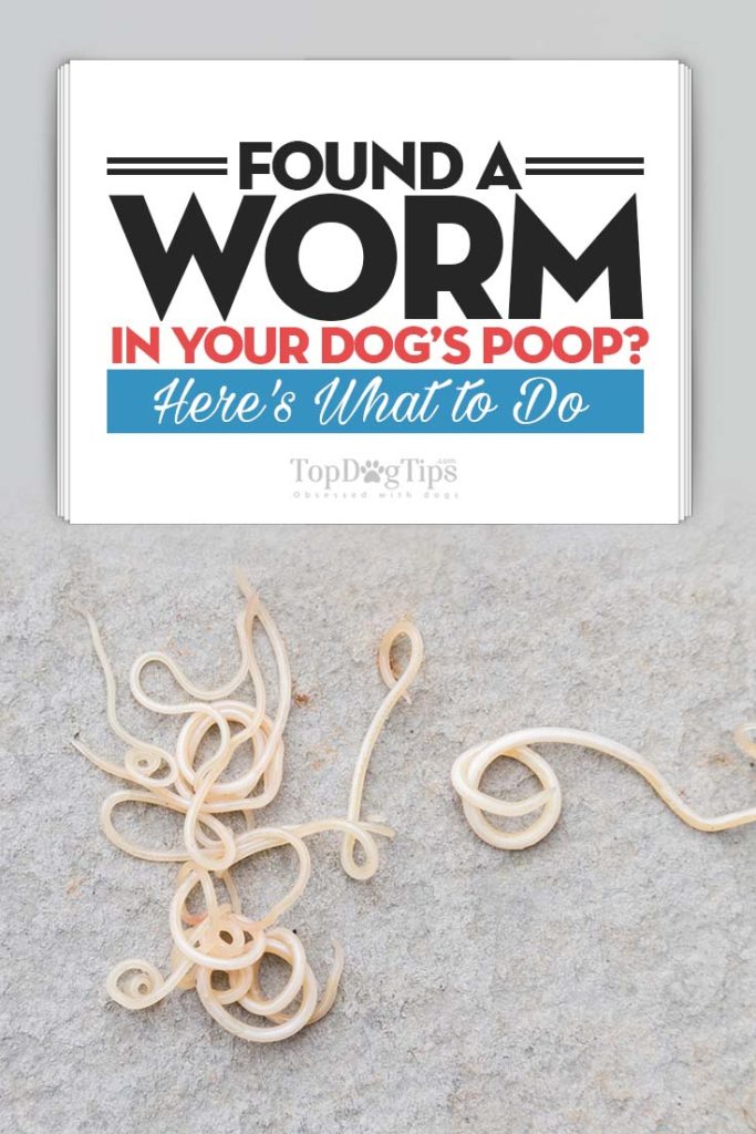 Guide on Worms in Dog Poop and What to Do