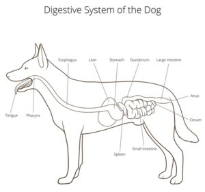 How Long Does It Take For Dogs To Digest Food.