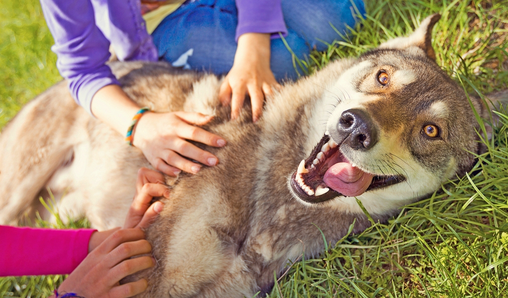 why do pets make us happy