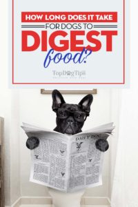 How long does it take for dogs to digest food