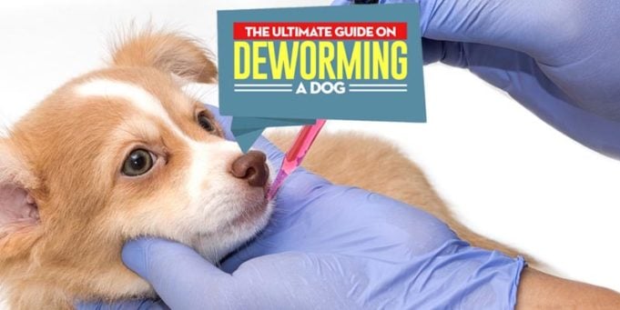 How to Deworm a Dog Effectively