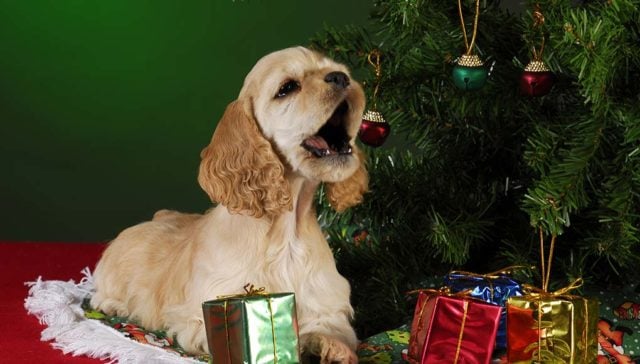 How to Keep Dog Away from Christmas Tree