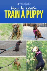 How to Leash Train a Puppy - My Best Tips