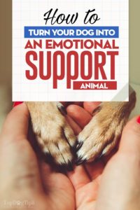 How to Make My Dog an Emotional Support Dog