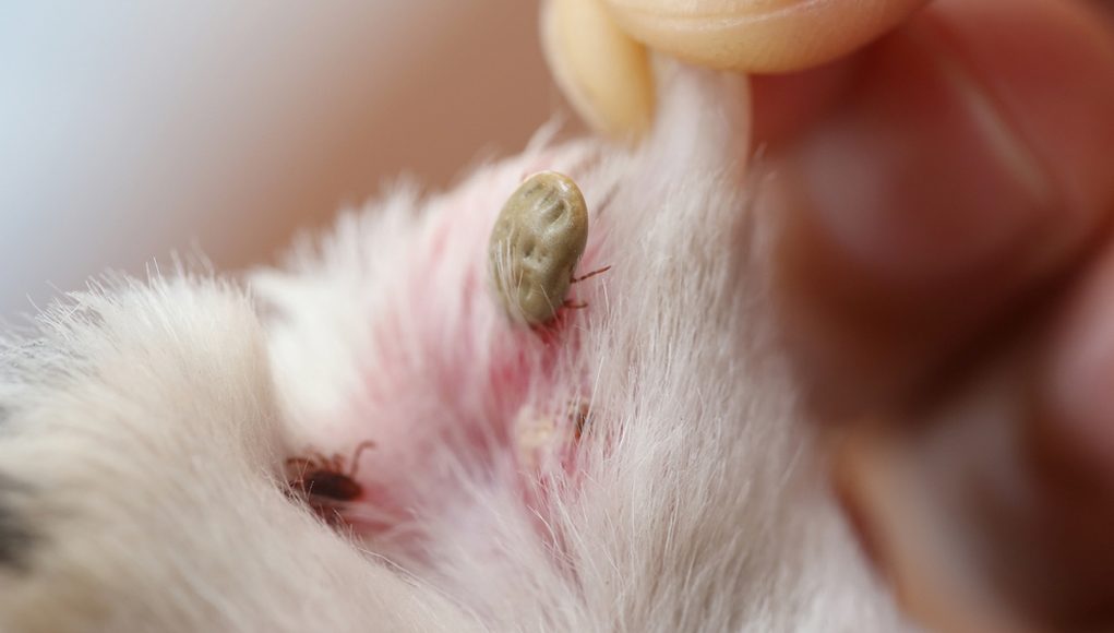 Lyme Disease in Dogs