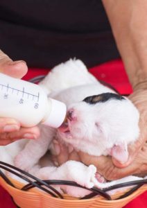 Milk replacer for puppy being used