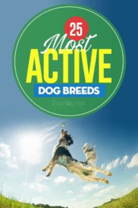 Most Active Dogs