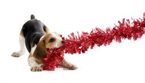 Most Dangerous Christmas Decorations for Dogs