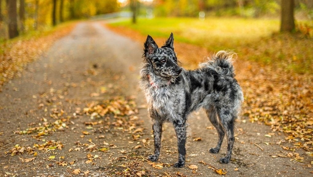 Most Rare Dog Breeds