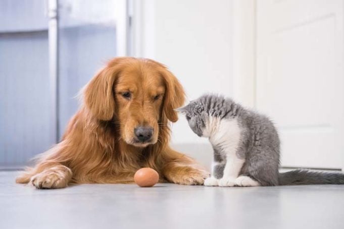 New Study Says Dogs Are Smarter Than Cats