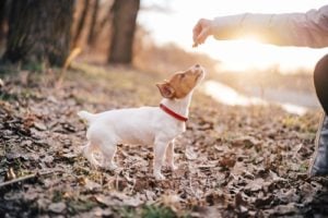 New Year’s Resolutions Ideas for Dog Owners