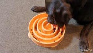 dog food bowls that slow down eating