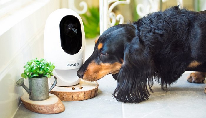 Pawbo Pet Camera Review