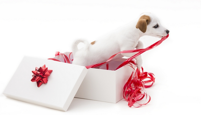 Christmas presents for your dog