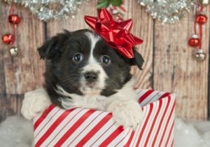 Reasons Why You Shouldn’t Gift Dogs for Christmas