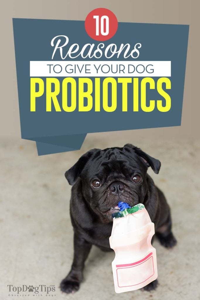 Reasons to Give Your Dog Probiotics