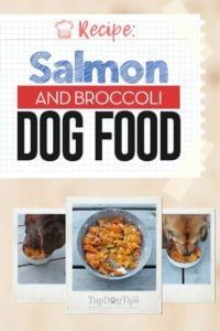 Salmon and Broccoli Dog Food Recipe