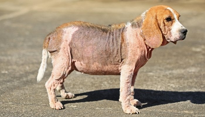 Sarcoptic Mange on a dog