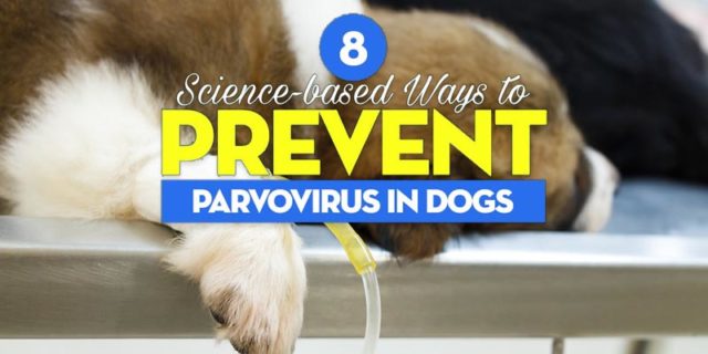 Science Ways Prevent Parvovirus in Dogs