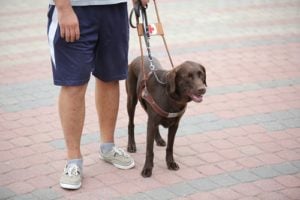 Seeing Eye Dog Adoption