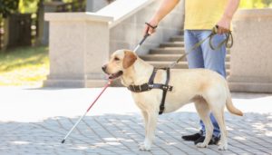 Seeing Eye Dog Adoption