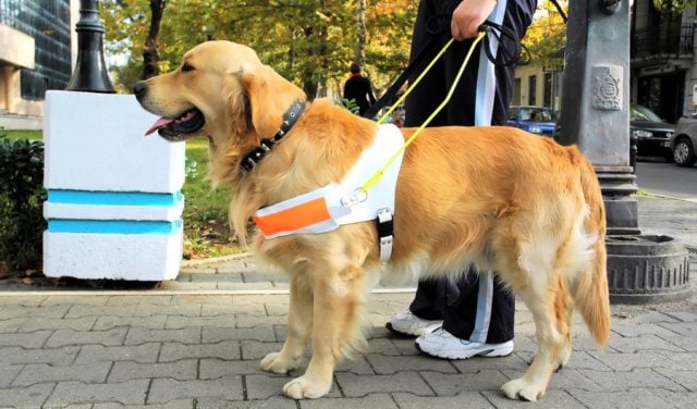 Seeing Eye Dog Adoption