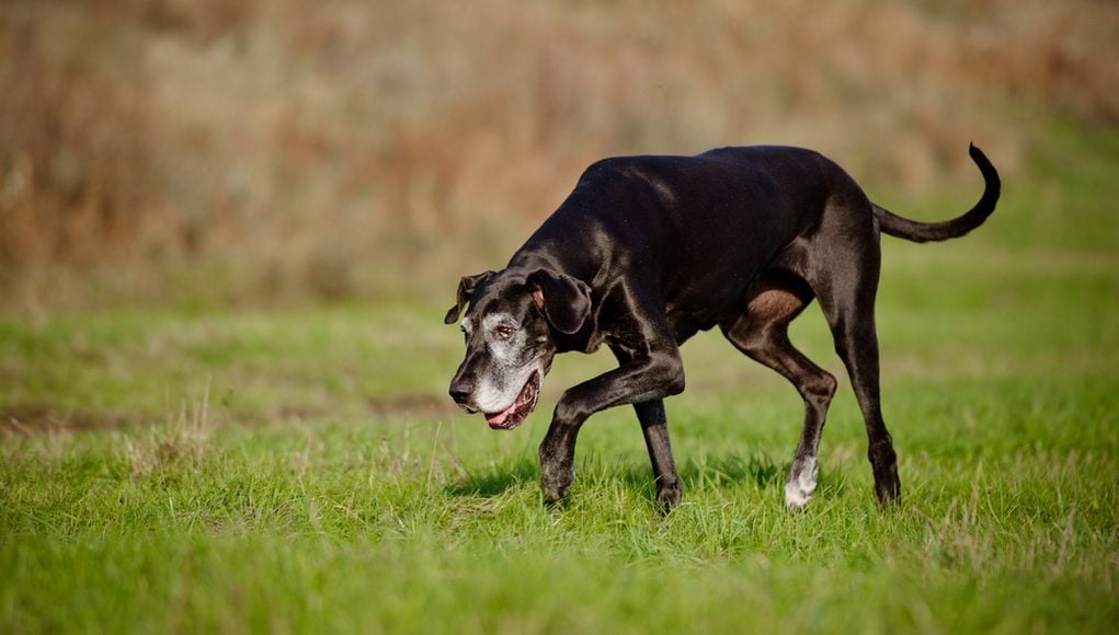 8 Signs Your Dog Is Experiencing Joint Pain