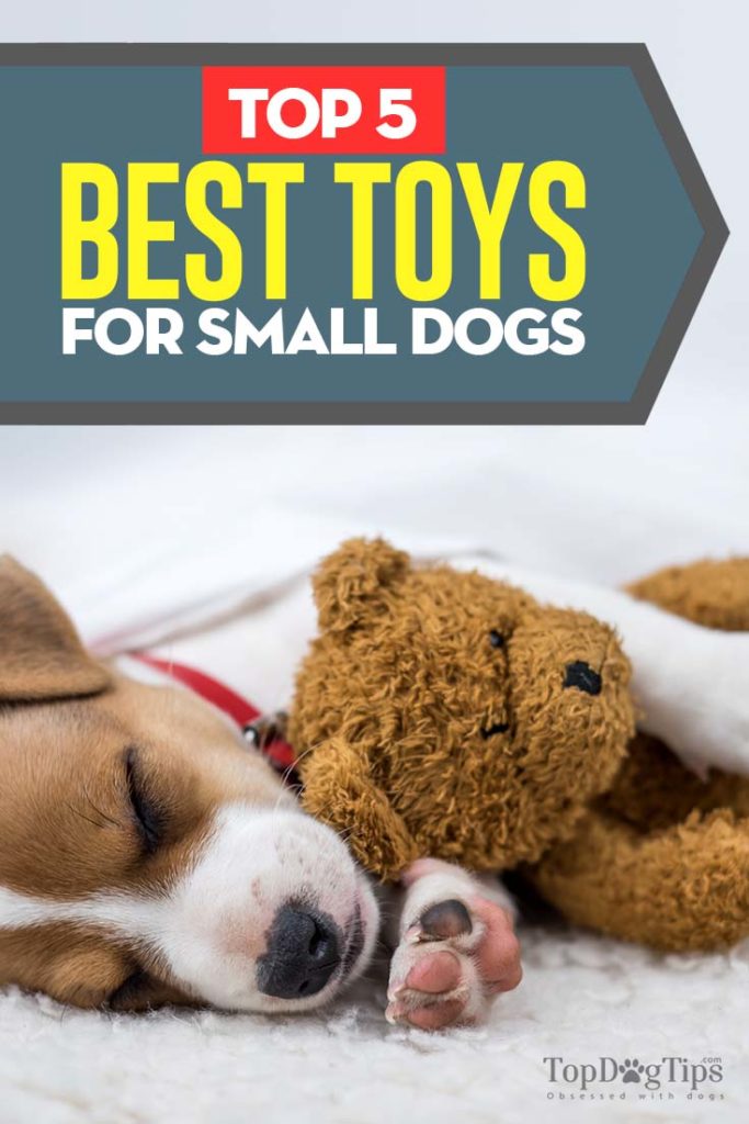 The Best Toys for Small Dogs