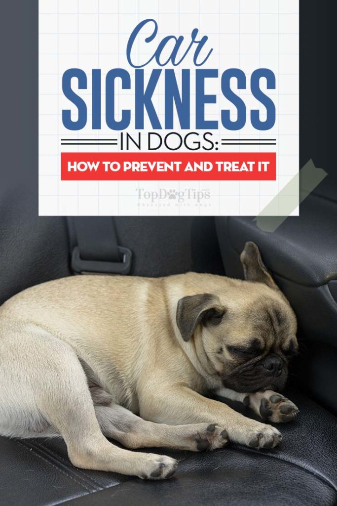 The Guide to Dog Car Sickness