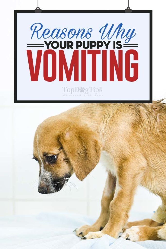 This is Why Your Puppy is Vomiting