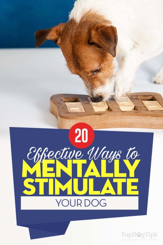 Tips on How to Do Dog Mental Stimulation