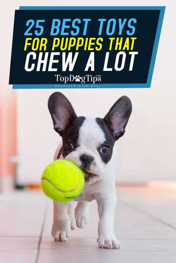 Top 25 Best Puppy Toys for Teething and Mental Stimulation of Puppies