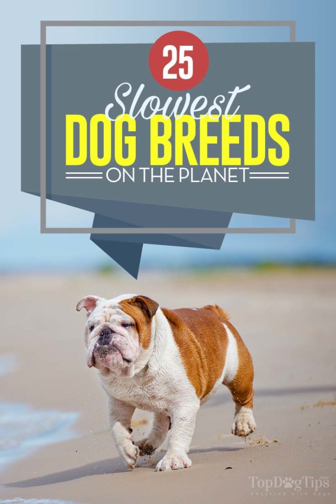 Top 25 Slowest Dog Breeds