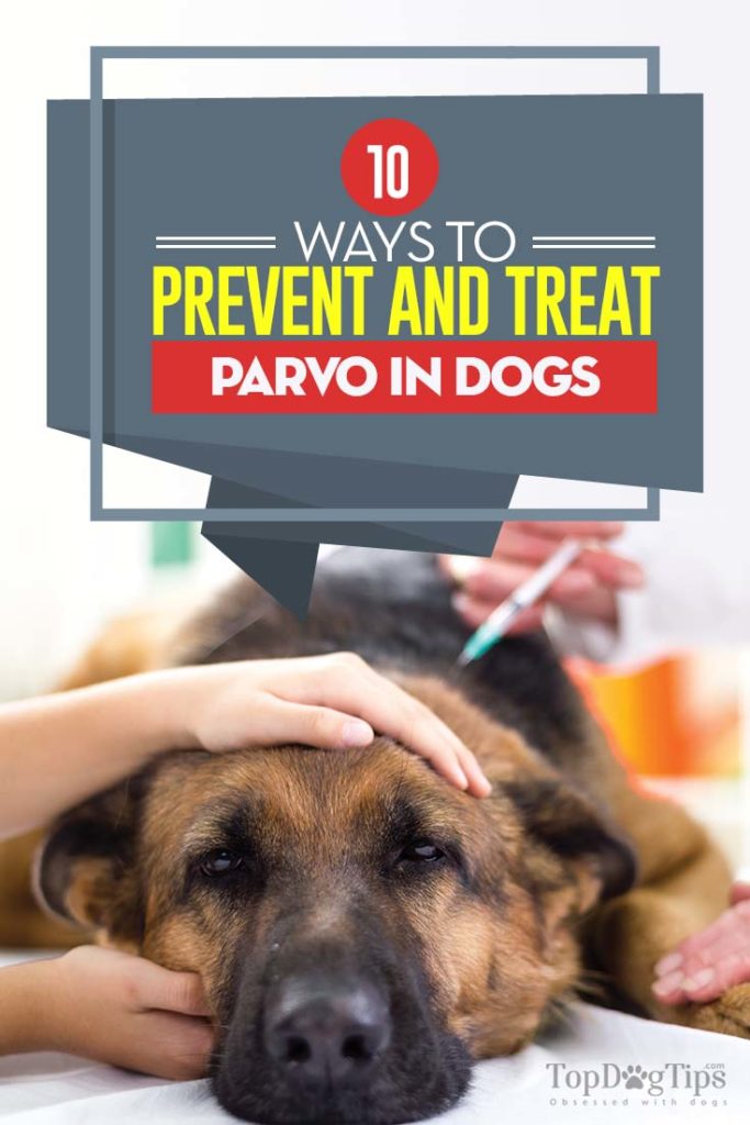 Ways to Prevent and Treat Parvo in Dogs