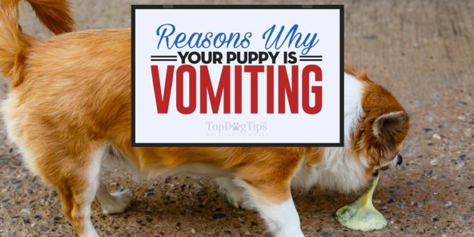 Why is My Puppy Vomiting Reasons