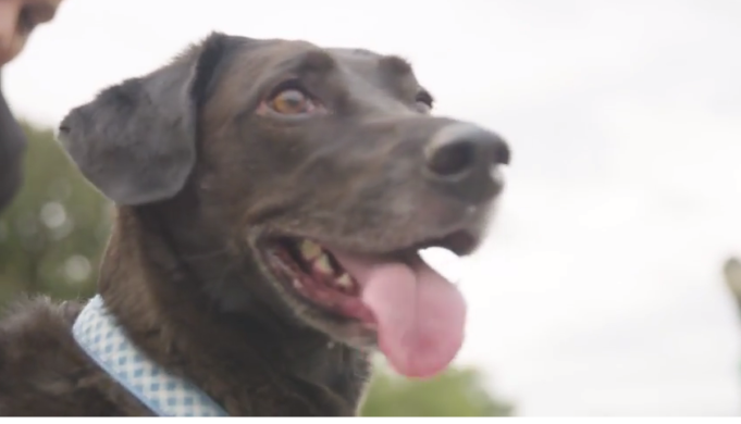 Loving Dog Predicts Owner’s Pregnancy