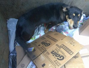 Dog Found Dying in a Dumpster Gets a Home for Christmas