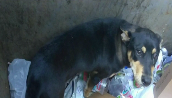 Dog Found Dying in a Dumpster Gets a Home for Christmas