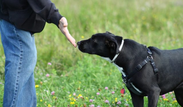 how to socialize a dog