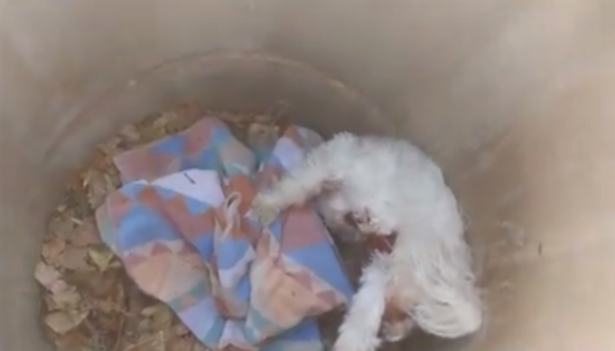 Dog Miraculously Survives Being Impaled by Pipe Underground