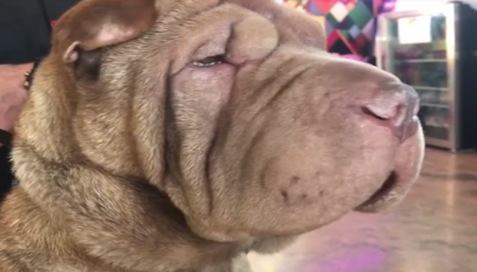 Dog Survives Surgery After Eating 21 Pacifiers