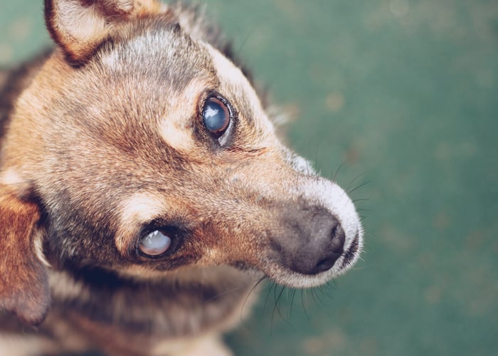 dog eye cataract 