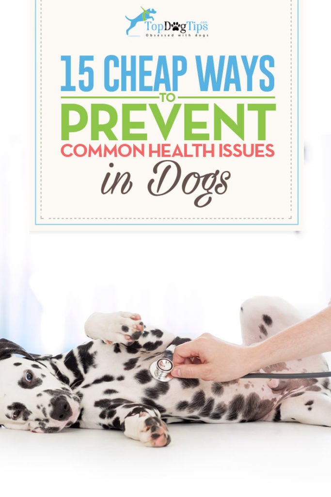 15 Ways to Prevent Common Health Issues in Dogs