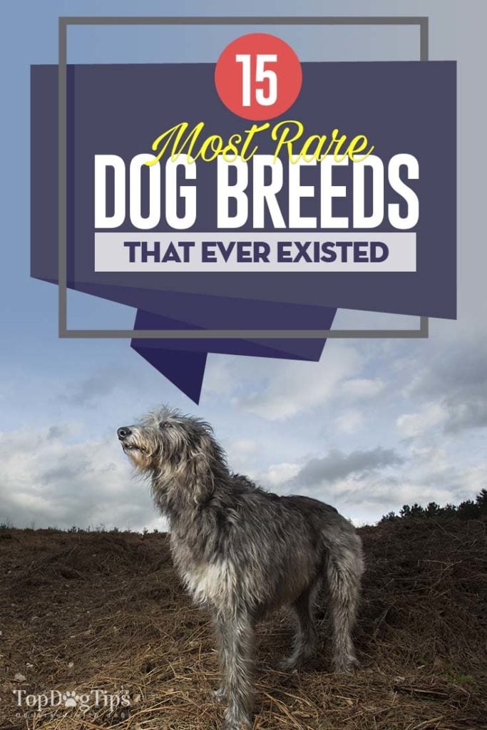 15 of the Most Rare Dog Breeds