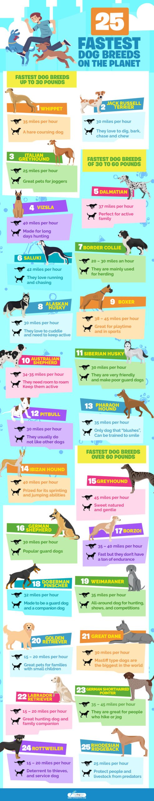 25 Fastest Dog Breeds on the Planet Infographic